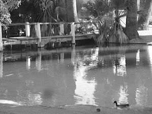 notan image duck pond focuspointshape.com